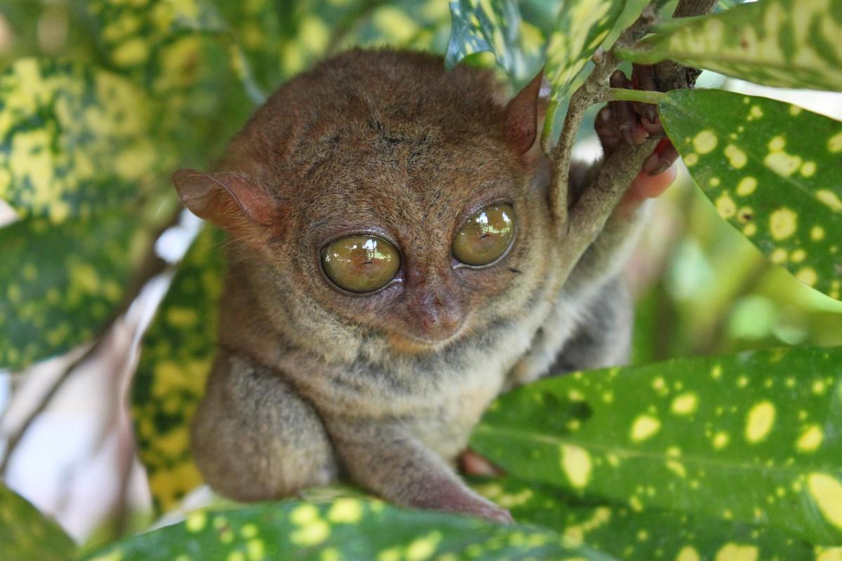 The philippine tarsier is one of the smallest primates on earth