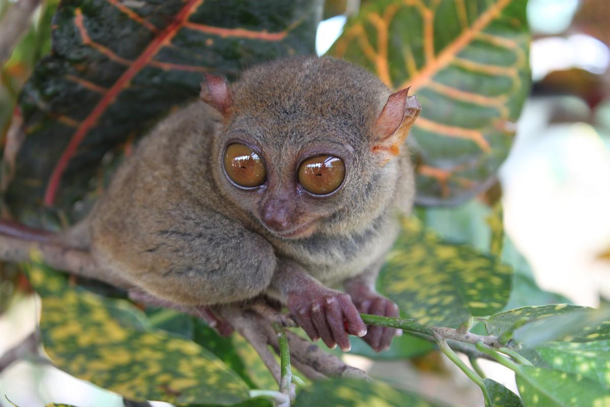 Bohol tarsier monkey